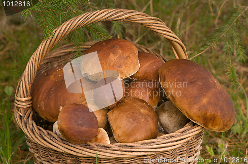 Image of Crop of mushrooms.