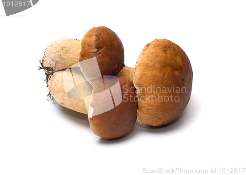 Image of Mushroom.