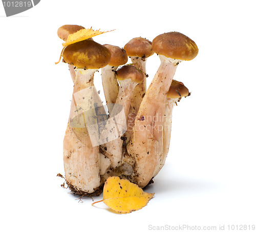 Image of Honey agaric.