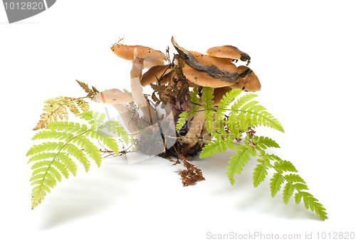 Image of Honey agaric.