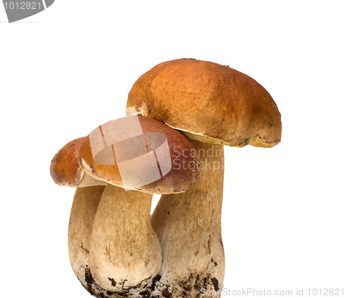 Image of Three cep.