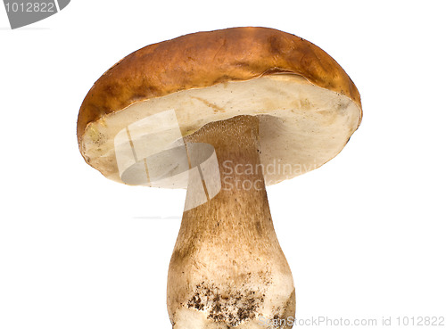 Image of Mushroom.