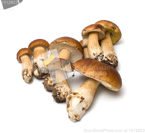 Image of Mushroom.