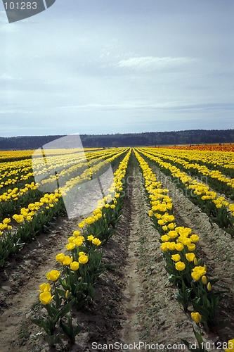 Image of Tulips