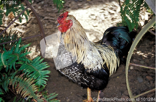 Image of Rooster