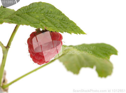 Image of Raspberry-cane.