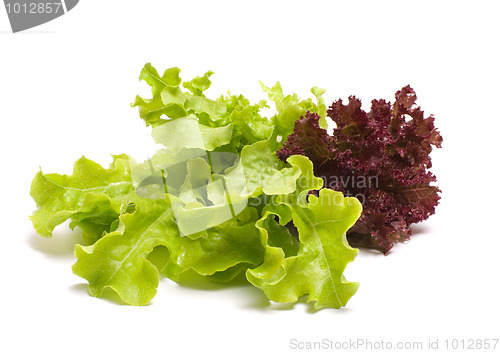 Image of Lettuce.