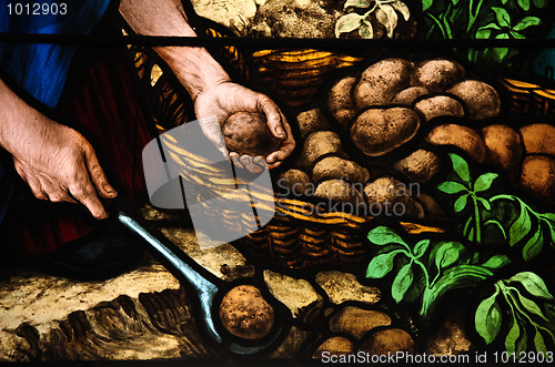 Image of Potato harvest