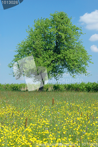 Image of Spring Landscape