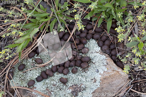 Image of mule deer droppings