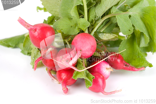 Image of Fresh radishes