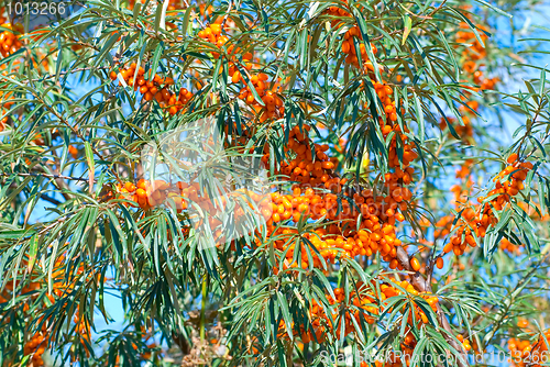 Image of sea-buckthorn