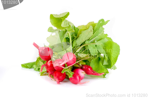 Image of Fresh radishes