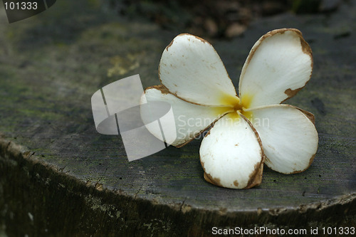 Image of white flower