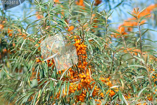 Image of sea-buckthorn