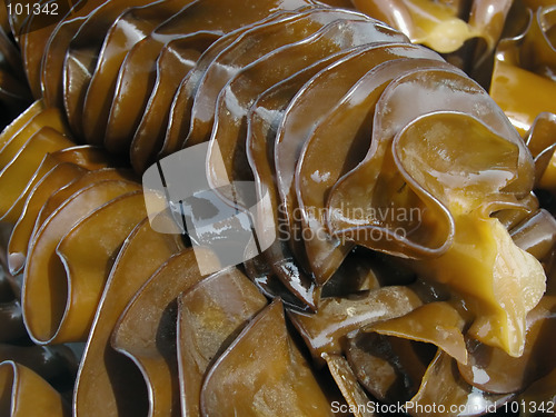 Image of Sea weed close-up