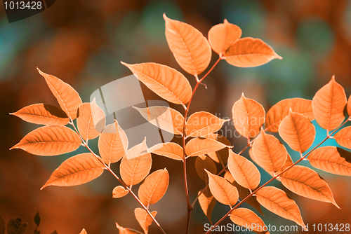 Image of autumn leaves