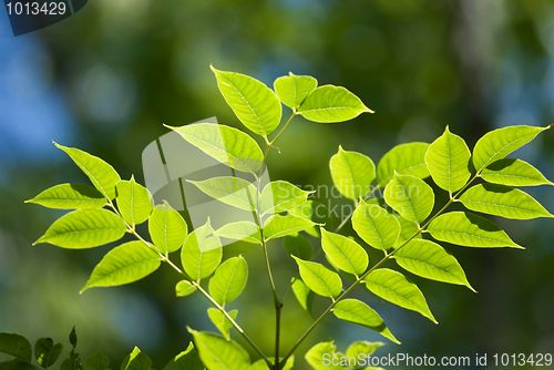 Image of Green leaves