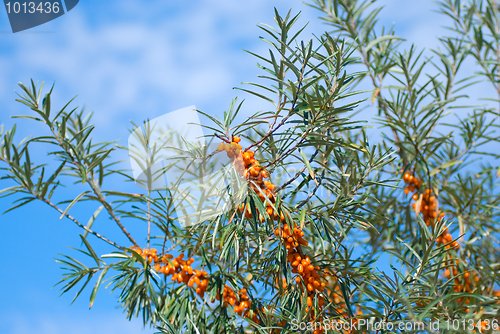 Image of sea-buckthorn