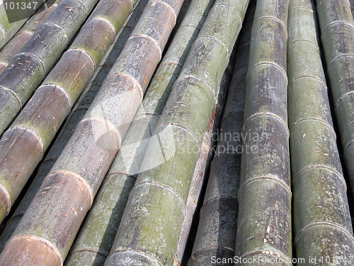 Image of Bamboo