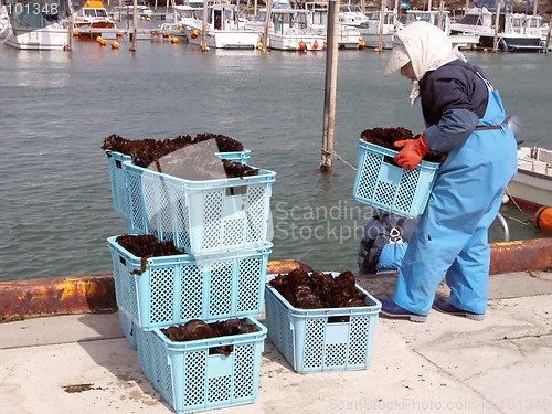 Image of Seaweed harvest