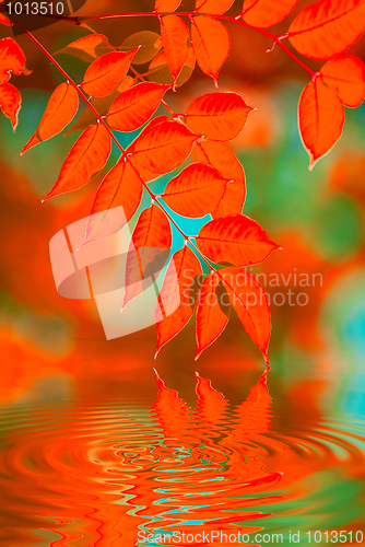 Image of autumn leaves