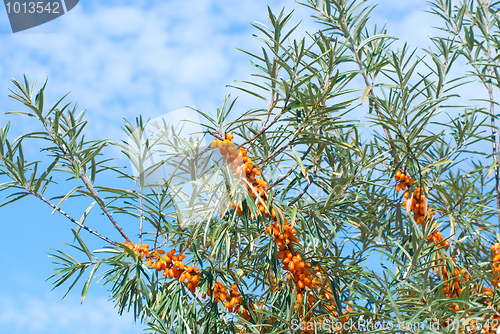 Image of sea-buckthorn