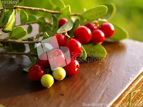 Image of detail of lingonberries