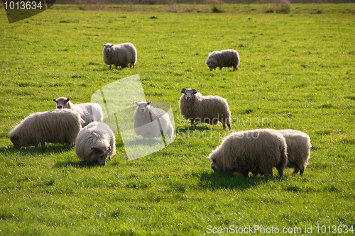 Image of Icelandic Sheep