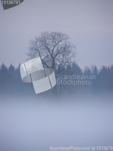 Image of lonely tree