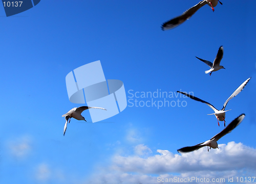 Image of  Some birds flying over the blue cloudy sky.In the upper left part you can insert a message suggesting a flying message