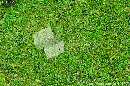 Image of Grass 3