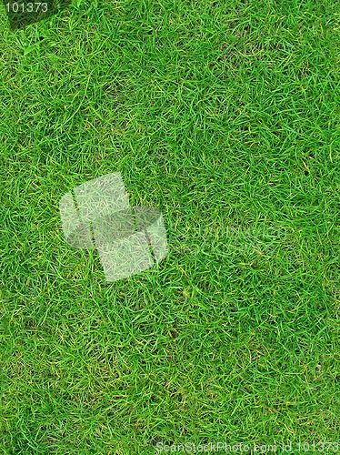 Image of Grass 4