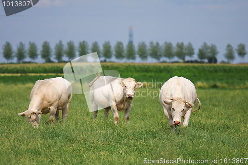 Image of White bulls in a green field