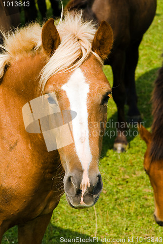 Image of Horse