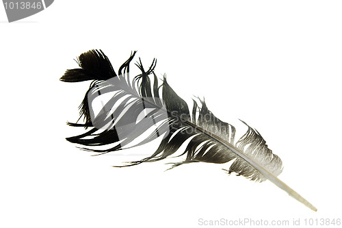 Image of Feather