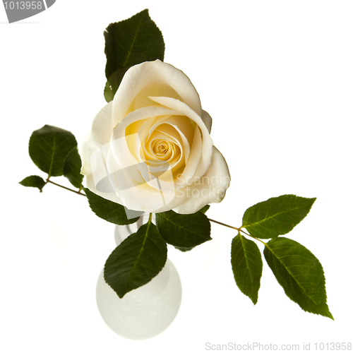 Image of White rose isolated on white background