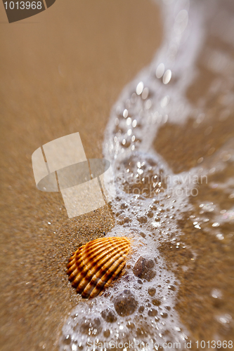 Image of Shell in the sand