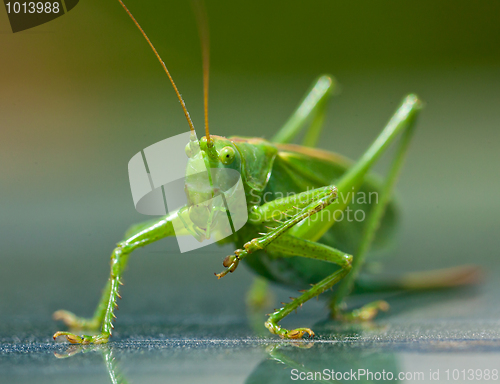 Image of Portrait of a green grasshopper, which cleans paws. Ð—Ð°Ð³Ð¾Ð»Ð¾