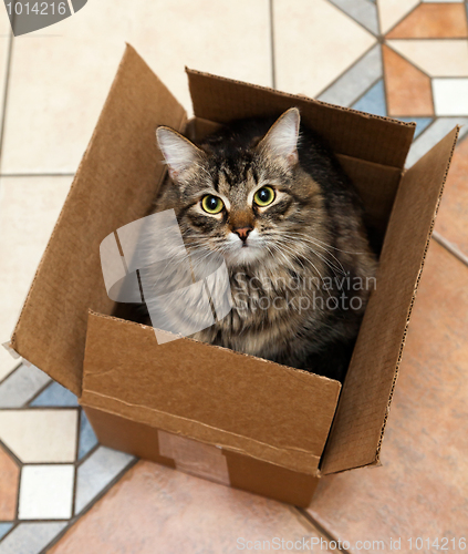 Image of Cat sitting in a cardboard box