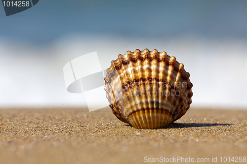 Image of Shell in the sand