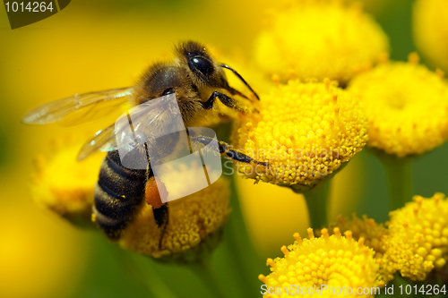Image of A bee on a flower