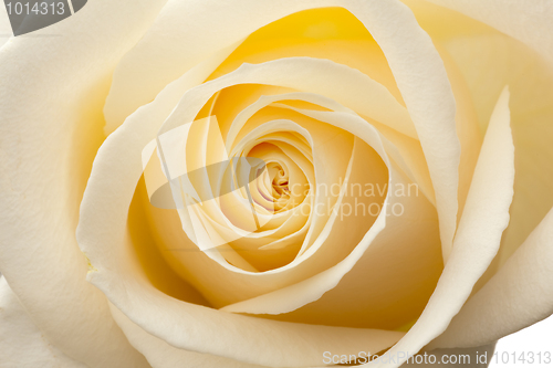 Image of Glow inside the white roses. Macro