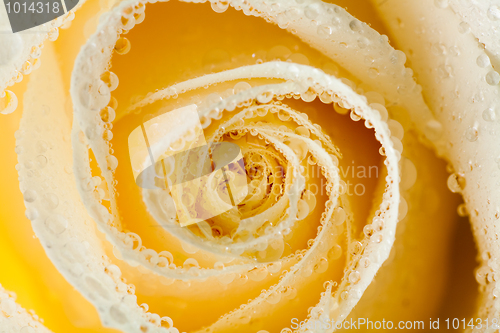 Image of Close-up of white roses with dew drops