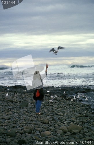 Image of Seagulls