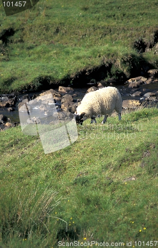 Image of Sheep grazing