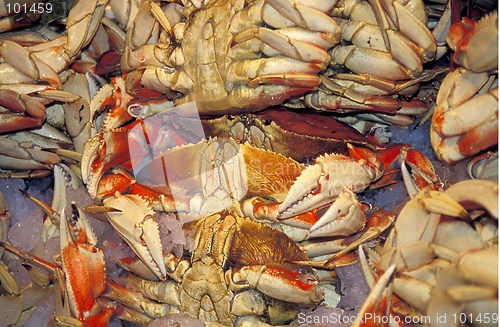 Image of Crabs