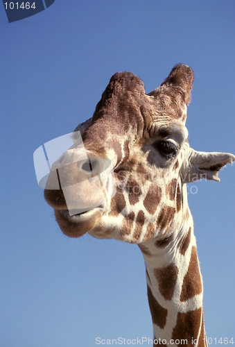 Image of Giraffe