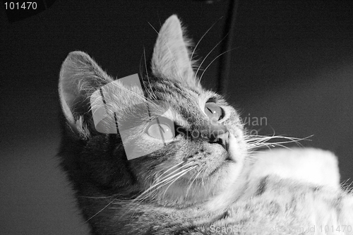 Image of cat