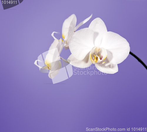 Image of orchid